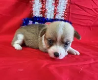 Belle, a female Pembroke Welsh Corgi for sale in Fayetteville, TN – 5 of 6