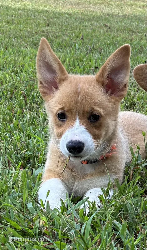 Indy – Pembroke Welsh Corgi puppy for sale in Fayetteville, TN