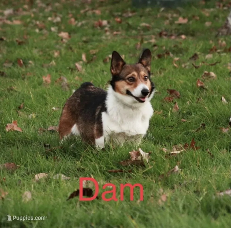 Annie – Pembroke Welsh Corgi puppy for sale in Fayetteville, TN