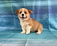 Boomer, a male Pembroke Welsh Corgi for sale in Fayetteville, TN – 4 of 10