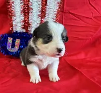 Betsy, a female Pembroke Welsh Corgi for sale in Fayetteville, TN – 7 of 8