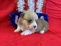Indy, a female Pembroke Welsh Corgi for sale in Fayetteville, TN – 3 of 7