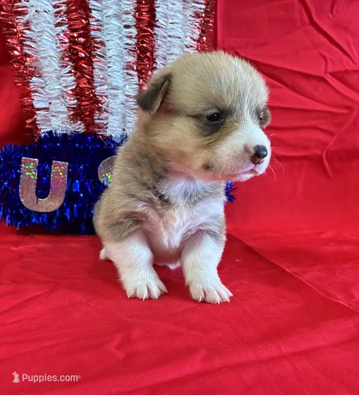 Indy – Pembroke Welsh Corgi puppy for sale in Fayetteville, TN