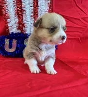 Indy, a female Pembroke Welsh Corgi for sale in Fayetteville, TN – 1 of 7