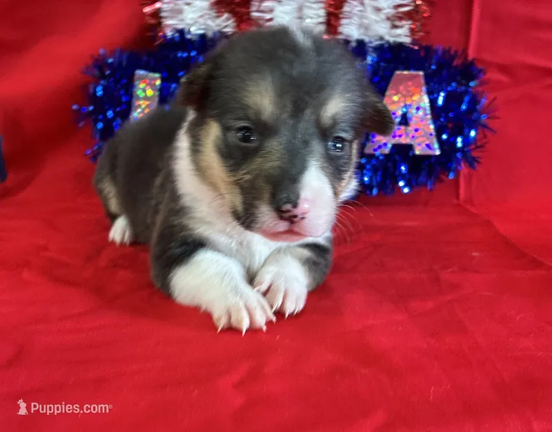 Glory – Pembroke Welsh Corgi puppy for sale in Fayetteville, TN