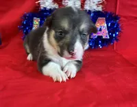 Glory, a female Pembroke Welsh Corgi for sale in Fayetteville, TN – 1 of 7