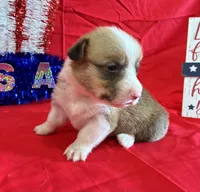 Blaze, a male Pembroke Welsh Corgi for sale in Fayetteville, TN – 5 of 8