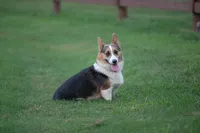Stocker, a male Pembroke Welsh Corgi for sale in Fayetteville, TN – 2 of 5