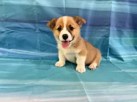 Boomer, a male Pembroke Welsh Corgi for sale in Fayetteville, TN – 5 of 10