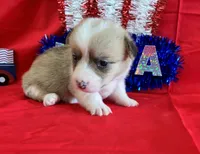 Liberty, a female Pembroke Welsh Corgi for sale in Fayetteville, TN – 1 of 7