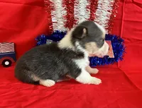 Banner, a male Pembroke Welsh Corgi for sale in Fayetteville, TN – 4 of 6