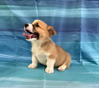 Boomer, a male Pembroke Welsh Corgi for sale in Fayetteville, TN – 2 of 10