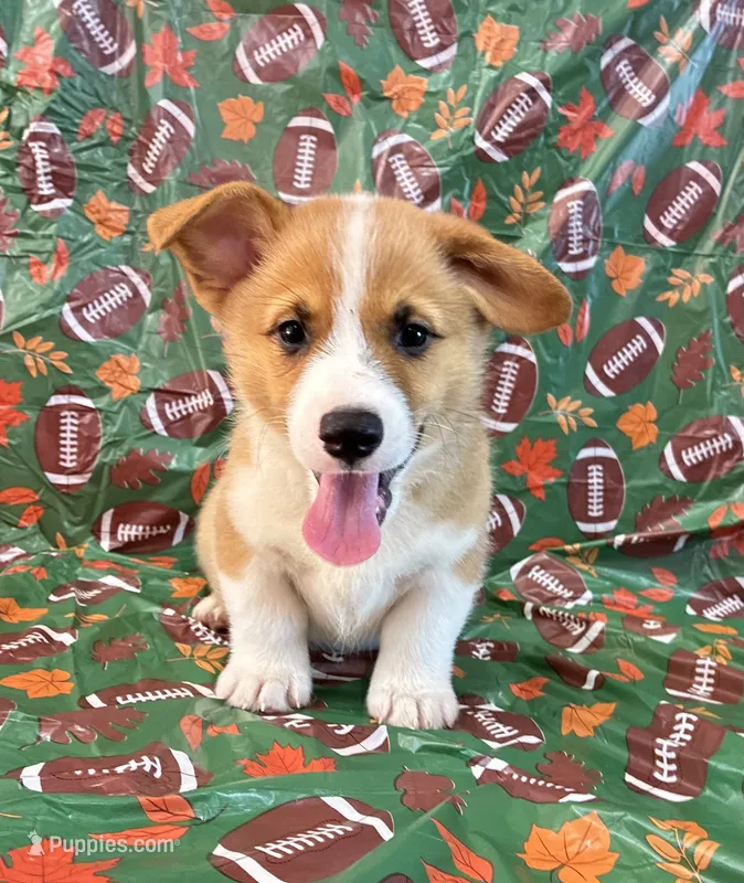Boomer – Pembroke Welsh Corgi puppy for sale in Fayetteville, TN