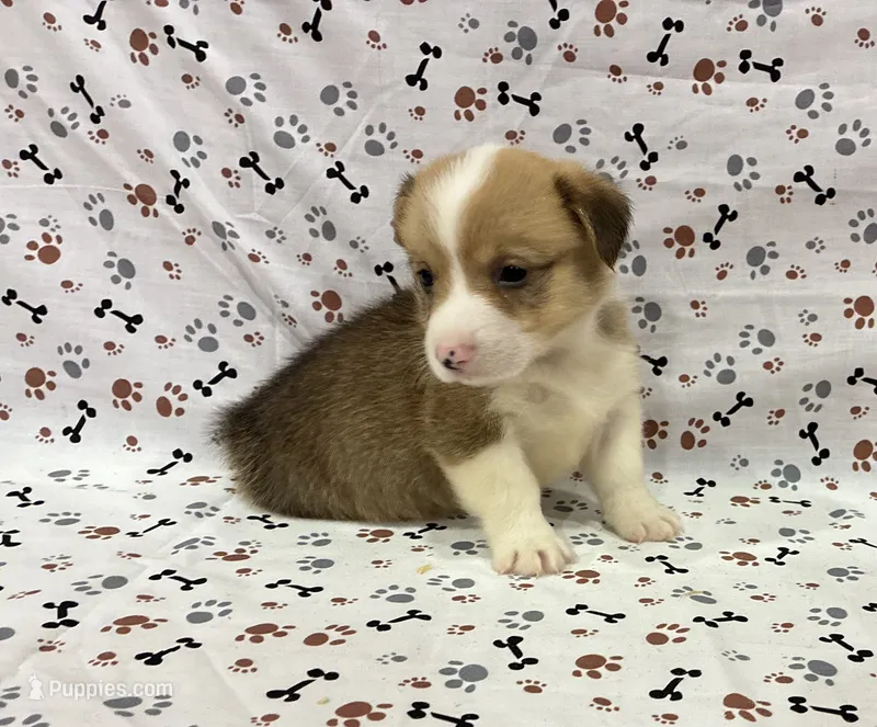 Blaze – Pembroke Welsh Corgi puppy for sale in Fayetteville, TN