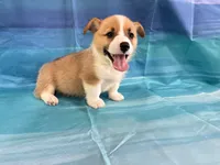 Boomer, a male Pembroke Welsh Corgi for sale in Fayetteville, TN – 9 of 10