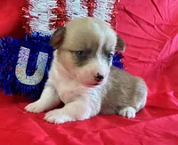Star, a female Pembroke Welsh Corgi for sale in Fayetteville, TN – 5 of 8