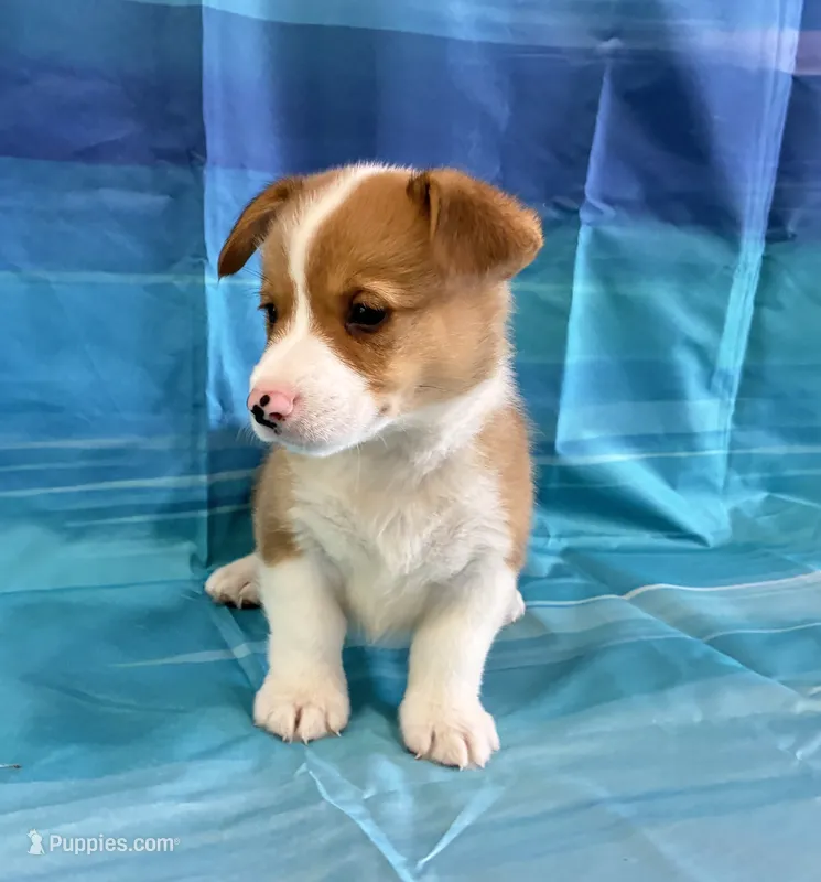 Blaze – Pembroke Welsh Corgi puppy for sale in Fayetteville, TN