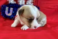 Liberty, a female Pembroke Welsh Corgi for sale in Fayetteville, TN – 2 of 7