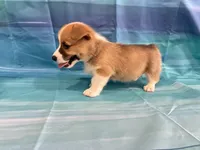 Boomer, a male Pembroke Welsh Corgi for sale in Fayetteville, TN – 7 of 10