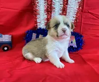 Liberty, a female Pembroke Welsh Corgi for sale in Fayetteville, TN – 3 of 7