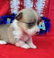 Star, a female Pembroke Welsh Corgi for sale in Fayetteville, TN – 7 of 8
