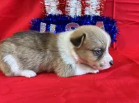Belle, a female Pembroke Welsh Corgi for sale in Fayetteville, TN – 4 of 6