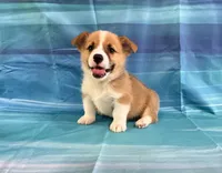 Boomer, a male Pembroke Welsh Corgi for sale in Fayetteville, TN – 8 of 10