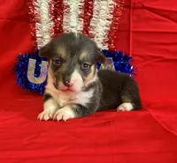 Glory, a female Pembroke Welsh Corgi for sale in Fayetteville, TN – 7 of 7