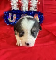 Betsy, a female Pembroke Welsh Corgi for sale in Fayetteville, TN – 2 of 8