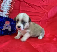 Boomer, a male Pembroke Welsh Corgi for sale in Fayetteville, TN – 2 of 9