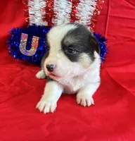 Betsy, a female Pembroke Welsh Corgi for sale in Fayetteville, TN – 1 of 8