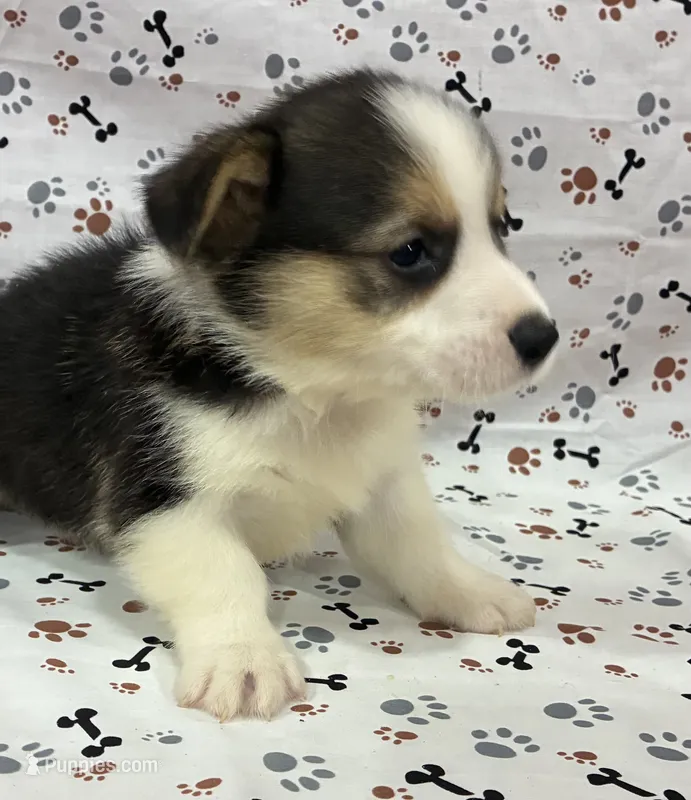 Banner – Pembroke Welsh Corgi puppy for sale in Fayetteville, TN