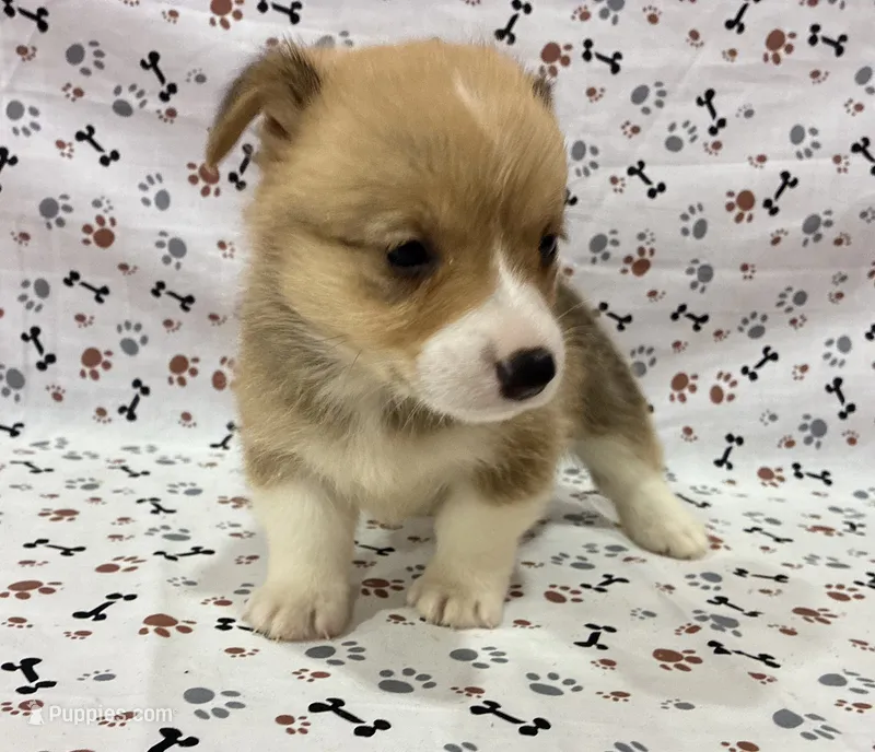 Indy – Pembroke Welsh Corgi puppy for sale in Fayetteville, TN