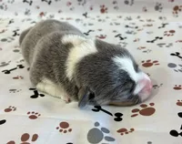 Poncho, a male Pembroke Welsh Corgi for sale in Fayetteville, TN – 5 of 7