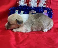 Star, a female Pembroke Welsh Corgi for sale in Fayetteville, TN – 6 of 8