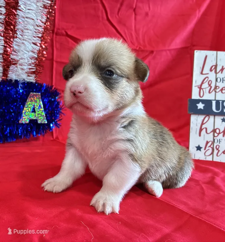 Blaze – Pembroke Welsh Corgi puppy for sale in Fayetteville, TN