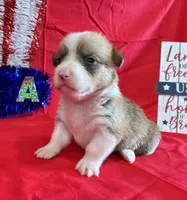 Blaze, a male Pembroke Welsh Corgi for sale in Fayetteville, TN – 1 of 8