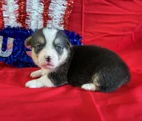 Rocket, a male Pembroke Welsh Corgi for sale in Fayetteville, TN – 3 of 5