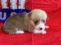 Indy, a female Pembroke Welsh Corgi for sale in Fayetteville, TN – 4 of 7