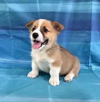 Boomer, a male Pembroke Welsh Corgi for sale in Fayetteville, TN – 6 of 10