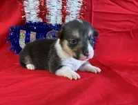Glory, a female Pembroke Welsh Corgi for sale in Fayetteville, TN – 6 of 7