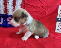 Blaze, a male Pembroke Welsh Corgi for sale in Fayetteville, TN – 4 of 8