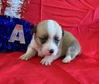 Boomer, a male Pembroke Welsh Corgi for sale in Fayetteville, TN – 5 of 9