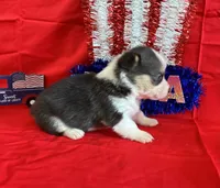 Banner, a male Pembroke Welsh Corgi for sale in Fayetteville, TN – 5 of 6