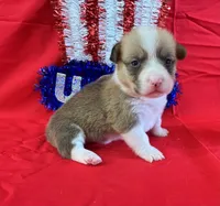 Blaze, a male Pembroke Welsh Corgi for sale in Fayetteville, TN – 8 of 8