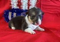 Glory, a female Pembroke Welsh Corgi for sale in Fayetteville, TN – 3 of 7