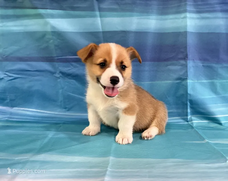 Boomer – Pembroke Welsh Corgi puppy for sale in Fayetteville, TN