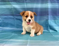 Boomer, a male Pembroke Welsh Corgi for sale in Fayetteville, TN – 1 of 10