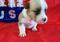Boomer, a male Pembroke Welsh Corgi for sale in Fayetteville, TN – 4 of 9