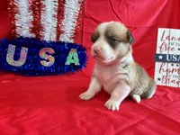 Blaze, a male Pembroke Welsh Corgi for sale in Fayetteville, TN – 7 of 8